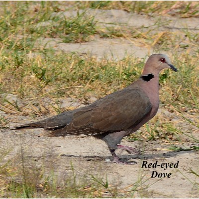 Red-eyed Dove